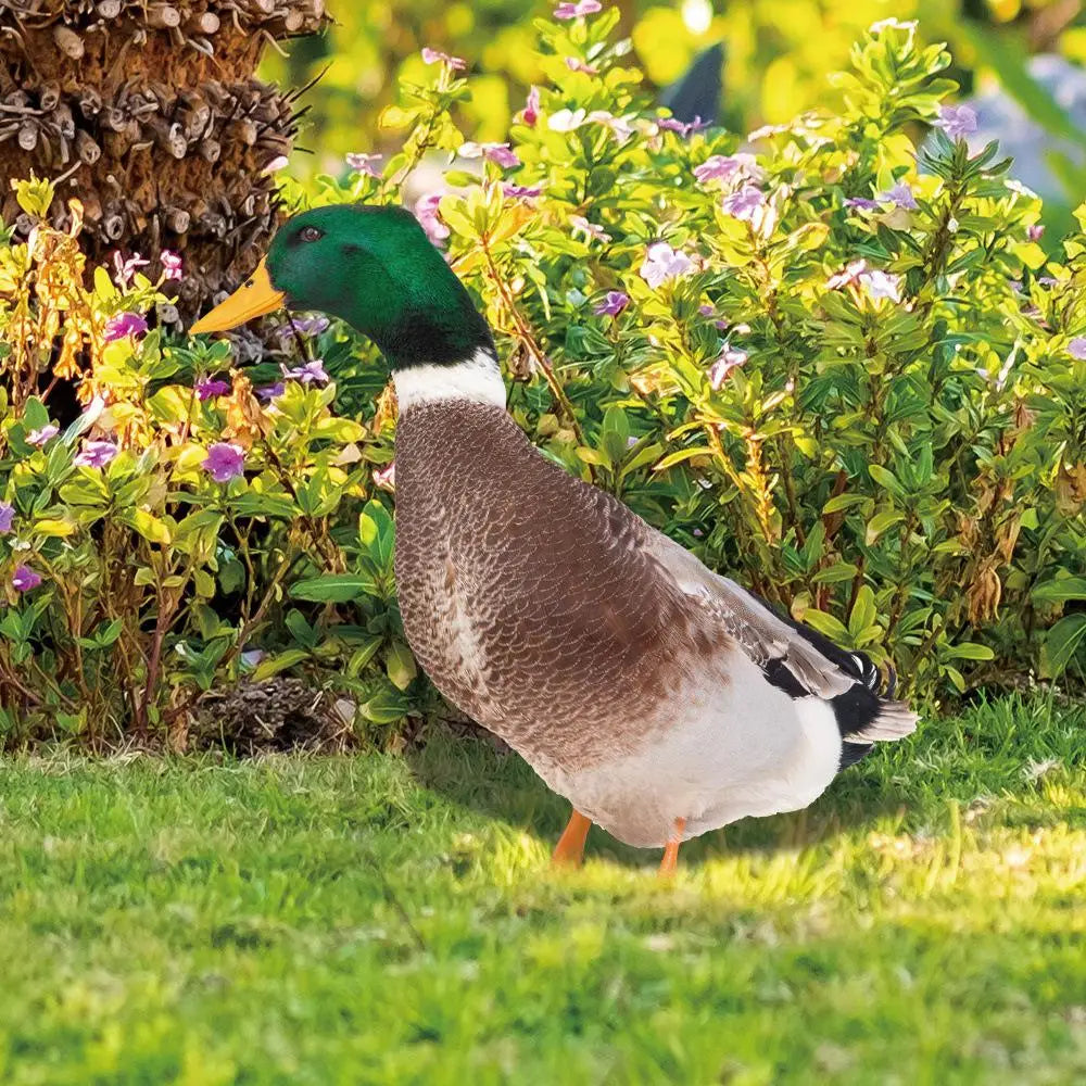 Eend sculptuur | Levensechte eend voor in de tuin